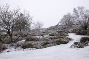 jardin en hiver