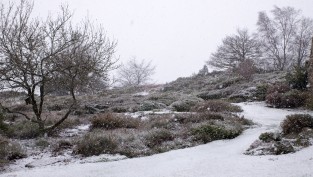 jardin en hiver